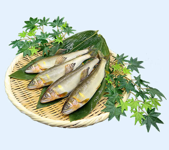 天然あゆ